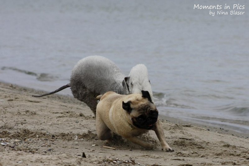 2010-06-26 Arc-en-ciel Arlequin (39).jpg